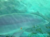 dolphin 12 